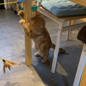 リカちゃんの画像