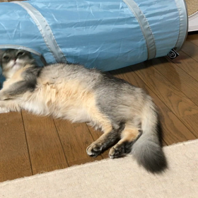 鱗・ココアバージョンの画像