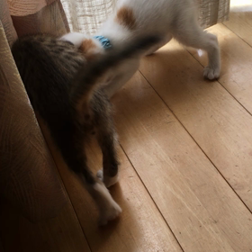 家族が増えての画像