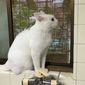 リンパマッサージの画像