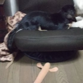 今日のはなちゃん229、モモちゃん185の画像