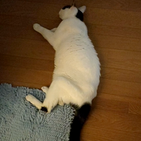 今日のれいちゃん④の画像