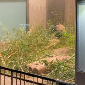 クリスマスイブin上野動物園③の画像