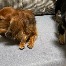 ココアが怒ったの画像