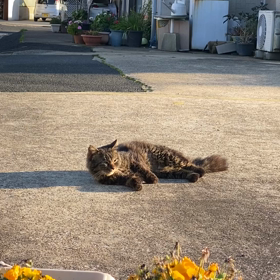 今日の散歩三┏( ^o^)┛の画像