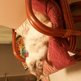 初動画ですの画像