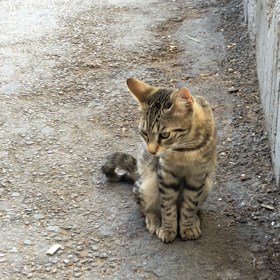 特に何も起きないシリーズ 〜可愛こちゃんをBGM付きでどうぞ！〜の画像