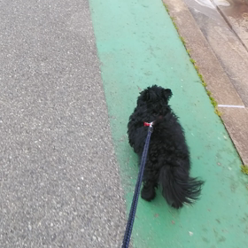 お泊まり　かるたくんの画像