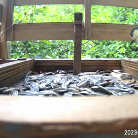 すぎぴたんの事件簿シーズン3　317話（びっくりヤマガラ）の画像