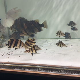 super yellow 軍団！！買い取り魚も入荷！！の画像