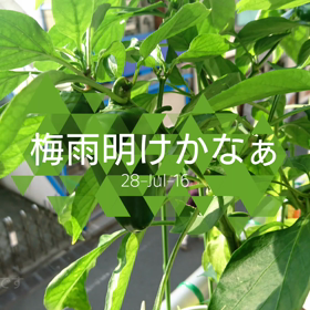 梅雨明けかなぁ～の画像