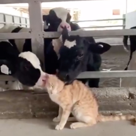 だいぶ好かれてるネコ。の画像