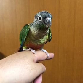 ワキコガネウロコインコ よく慣れてますの画像