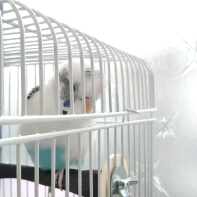 ハッピーバースデーの画像