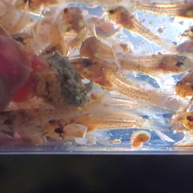 だいぶ慣れてきたの画像