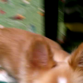 よくしゃべるわ～(；・ω・)の画像