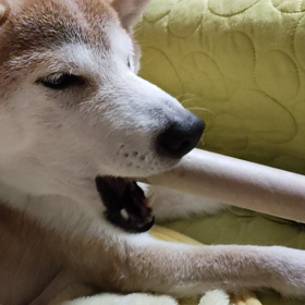 カミカミの画像