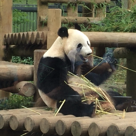 パンダちゃんの画像