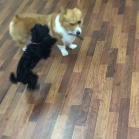 ごまちゃん  動画の画像