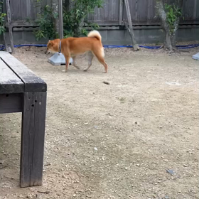 コロナ療養生活７日目の画像