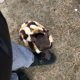 なにがヤなの？の画像