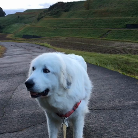 雨上がりの朝散歩いつものルーティン( ^ω^ )の画像