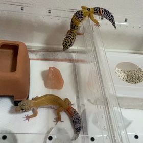 ピカちゃん　脱走してリュカちゃんのシェルターに無理やり侵入の画像