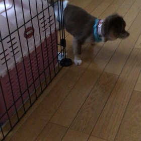 ☆初めてのトリミング☆の画像