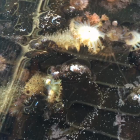 豊浜のナマコの画像