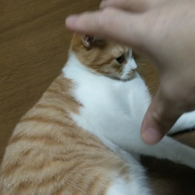 戦うアンちゃんの画像