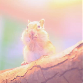 リスの動画の画像