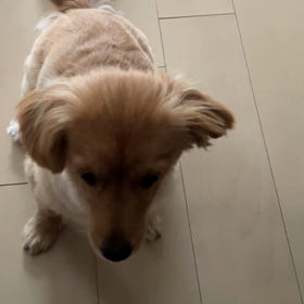 メイたんの待ての画像