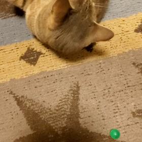 ゴロゴロころころの画像