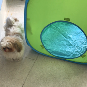 ♪プレイルーム動画♪④の画像