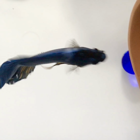 腫瘍の前と後の泳ぎの画像