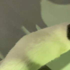 半分ちゃんのなつっこさ^_^ ネコダンスの画像