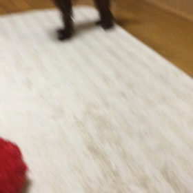 運動会①の画像