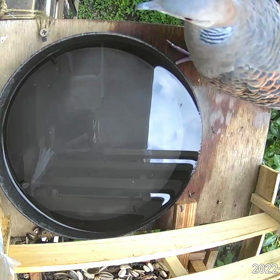 すぎぴたんの事件簿シーズン2　341話（レストランをうろつくキジバト）の画像