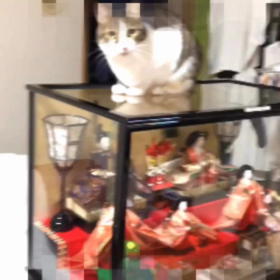 今日は娘が久しぶりにお泊り。デールに尋ねると嬉しそうに応えた！の画像