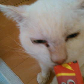 チュール大好き男子の画像