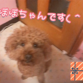 アプリで動画作ったよの画像