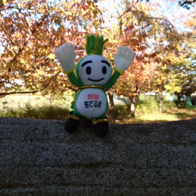 11/17の画像