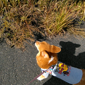 サスケ８歳の画像