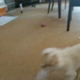 子犬って元気！　ののちゃん＆ネネ君　マルチーズ子犬　里親様募集中の画像