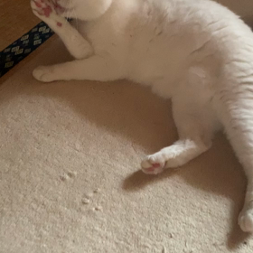 エリー、ワクチン接種するの画像