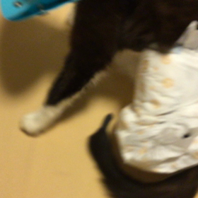 琴ちゃんの自宅療養その3       凄いぞ！琴の画像