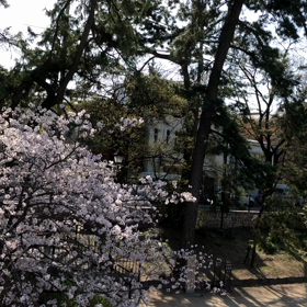 夙川の桜LIVE映像！の画像
