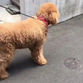 dogの画像