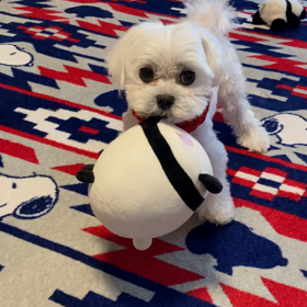 ストレス？笑の画像