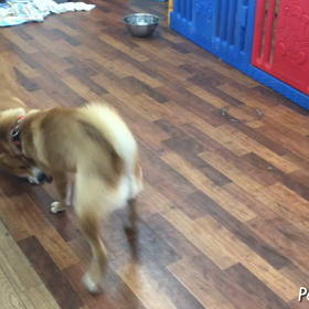 さつま君VSなつちゃんの画像